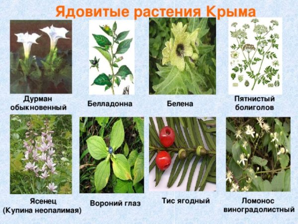 Белладонна и дурман ядовита для