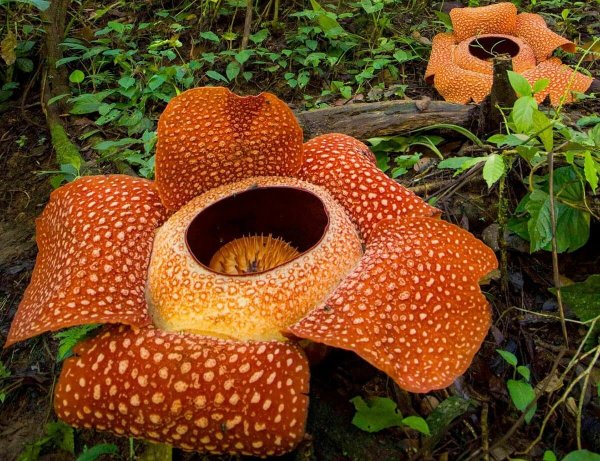 Раффлезия Арнольди цветок