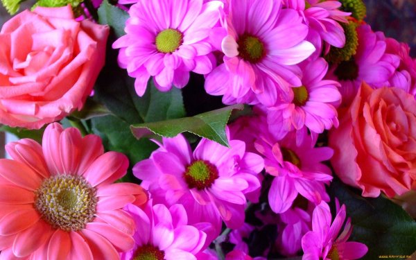 Яркие крупные цветы