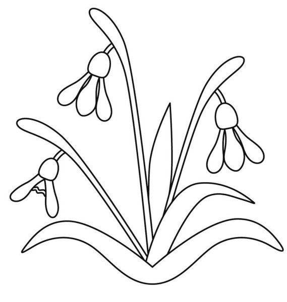 Первоцветы (подснежники, крокусы, гиацинты).