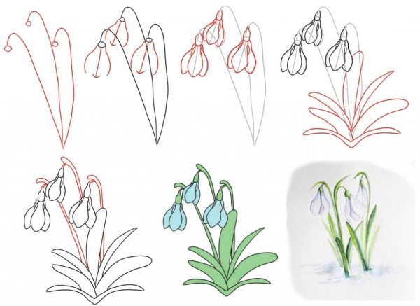 Подснежник узколистный