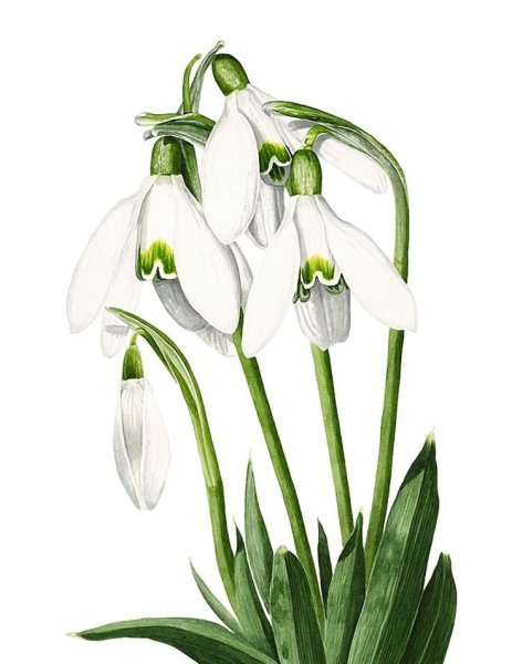 Подснежники раскраска для детей