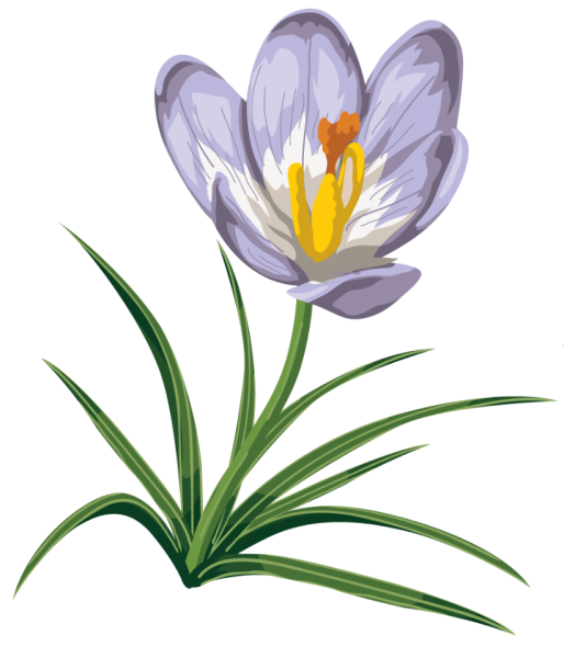 Рисунок подснежника карандашом для детей