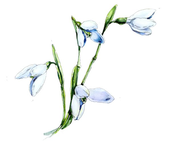 Подснежники рисунок