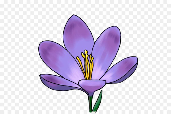 Подснежник раскраска