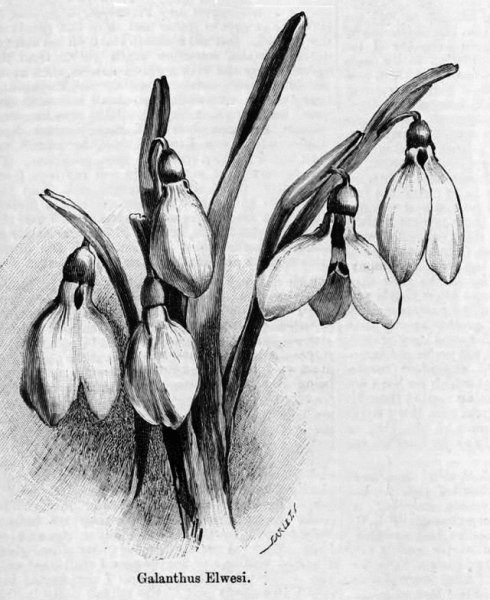 Подснежники раскраска для детей