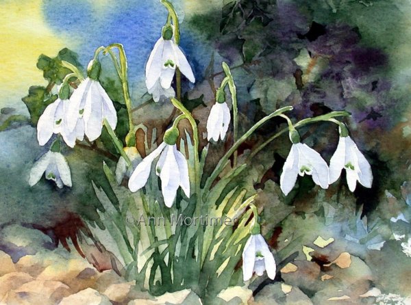 Подснежник раскраска