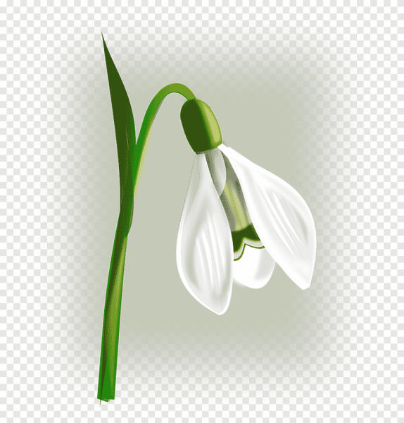 Подснежники мультяшные