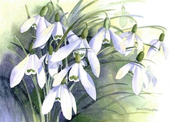 Раскраска цветы тюльпаны