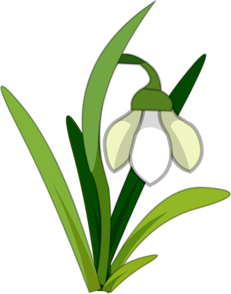 Подснежники карандашом для срисовки