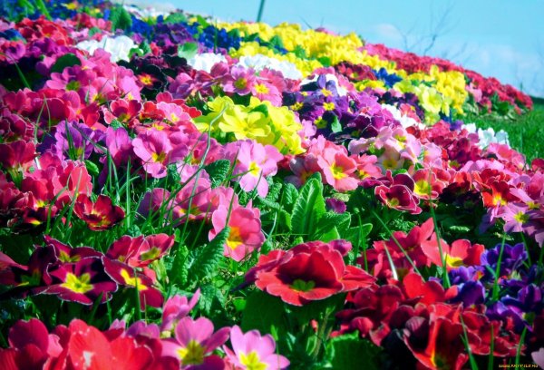 Яркие цветы