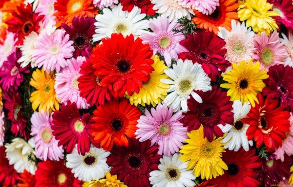 Разные цветочки