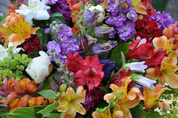 Георгина помпонная Глоу