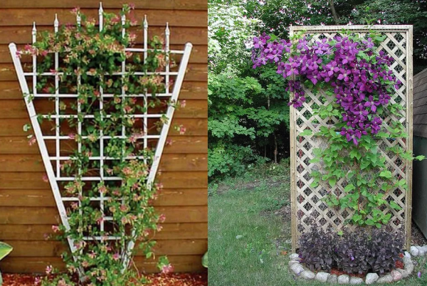 Пергола пирамида клематис