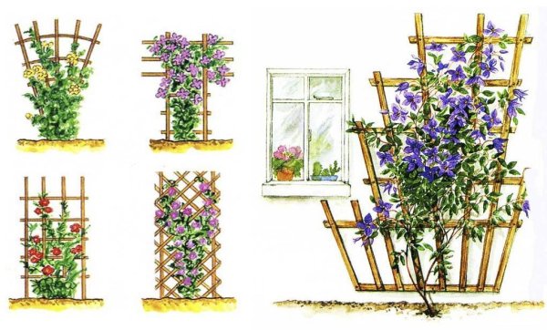 Пергола под клематис