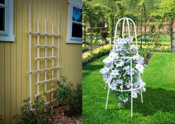 Клематис шпалеры подвязка