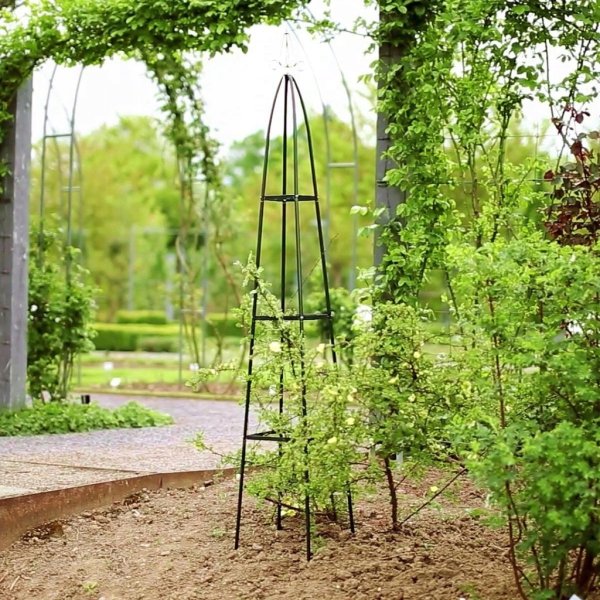 Пергола с лианами