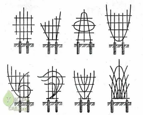 Шпалера из стеклопластиковой арматуры своими руками