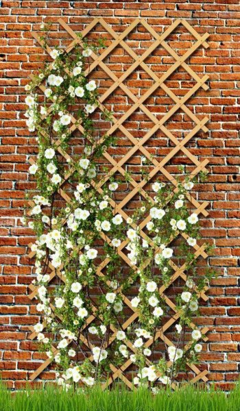 Пергола под клематис