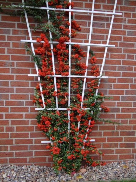 Шпалера "суперсетка"