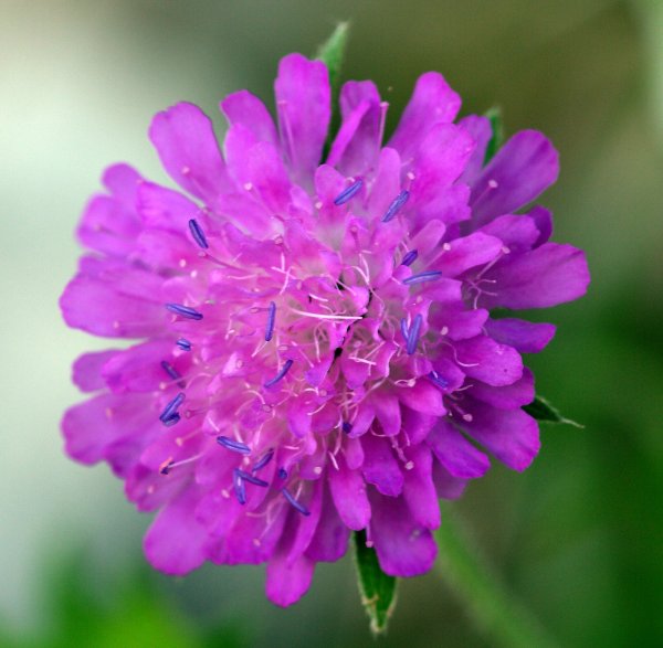 Скабиоза (короставник полевой)