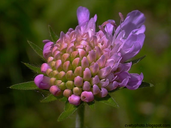 Короставник полевой (Knautia arvensis)