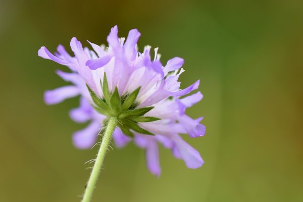 Скабиоза (короставник полевой)