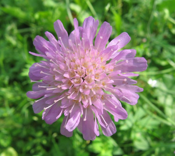 Короставник полевой (Knautia arvensis)