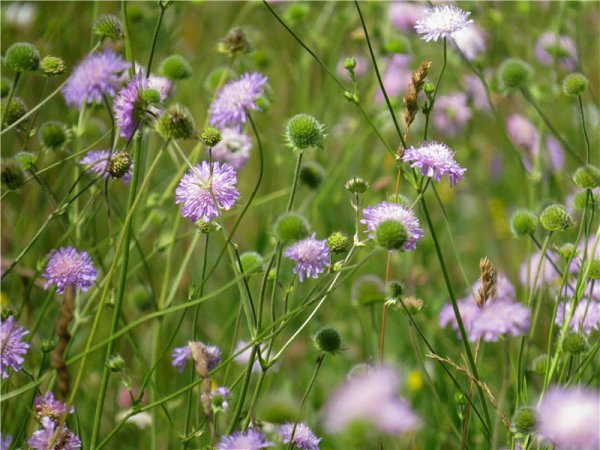 Короставник полевой (Knautia arvensis)