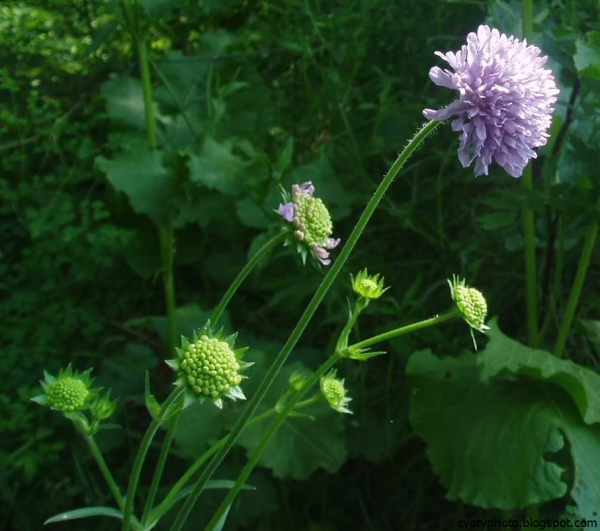 Короставник полевой (Knautia arvensis)
