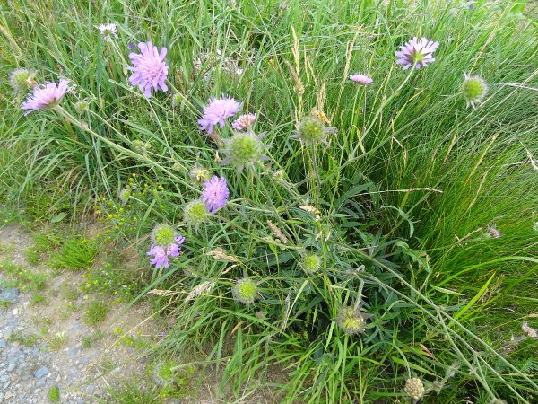 Короставник (Knautia arvensis)