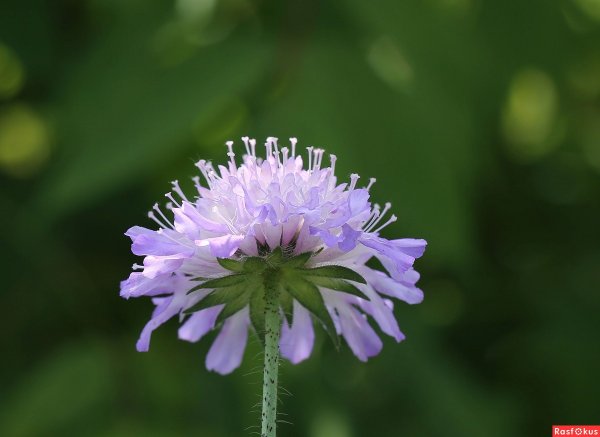 Короставник полевой (Knautia arvensis)