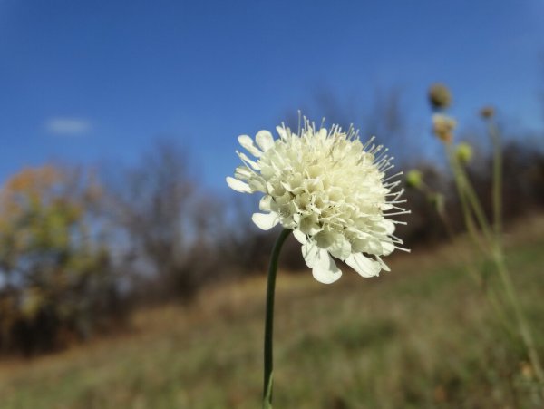 Короставник татарский