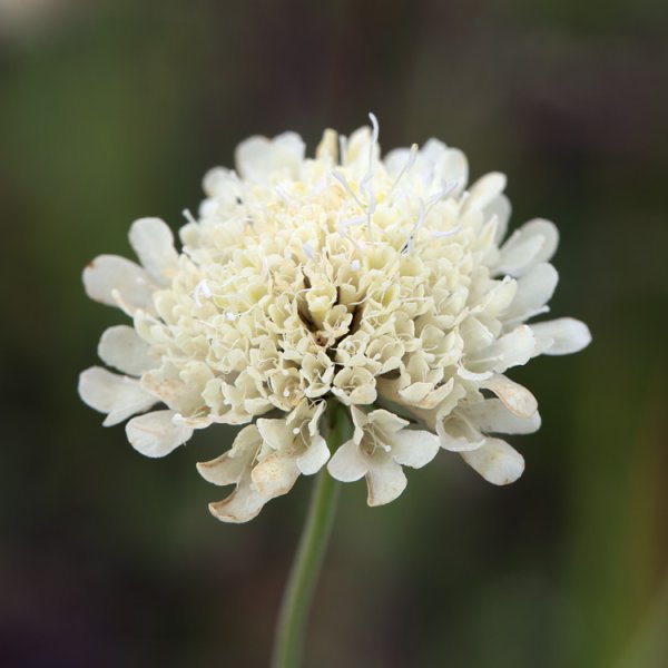 Короставник полевой (Knautia arvensis)