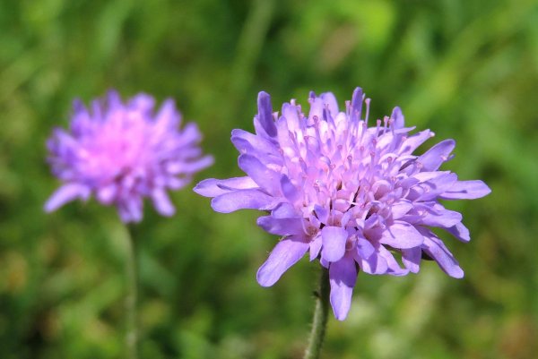 Короставник полевой (Knautia arvensis)