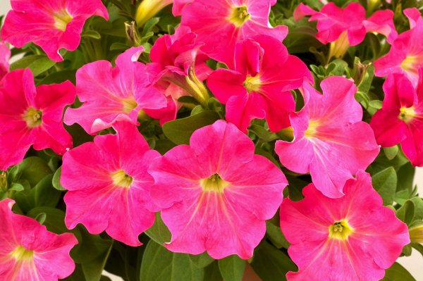 Петуния многоцветковая "Феррари