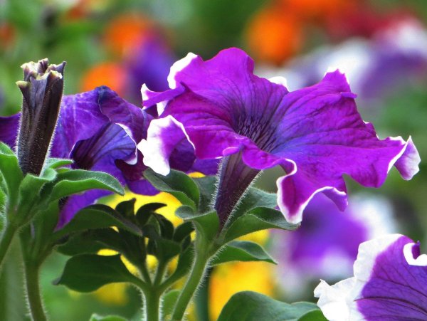 Петунья бархатистая