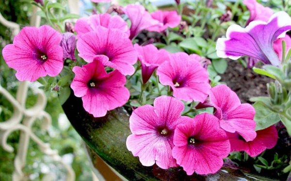 Петуния (Petunia)