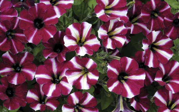 Петуния Cascadias bicolor Cabernet