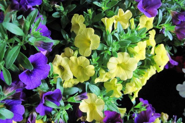 Петуния калибрахоа крупная желтая