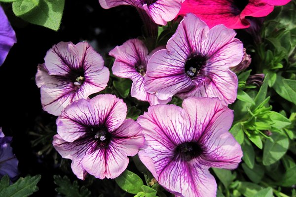 Петуния сурфиния