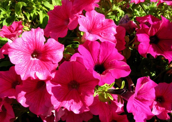 Петуния цветы