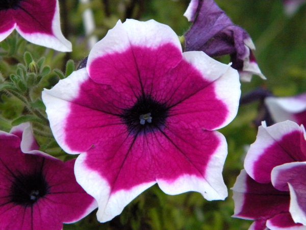 Петуния дримс бургунди