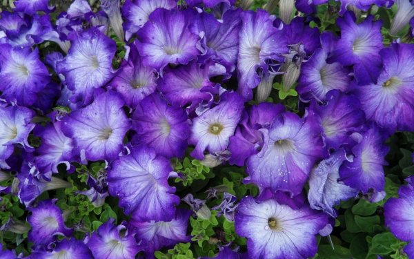 Петуния мультифлора Джоконда Сатурн Блю