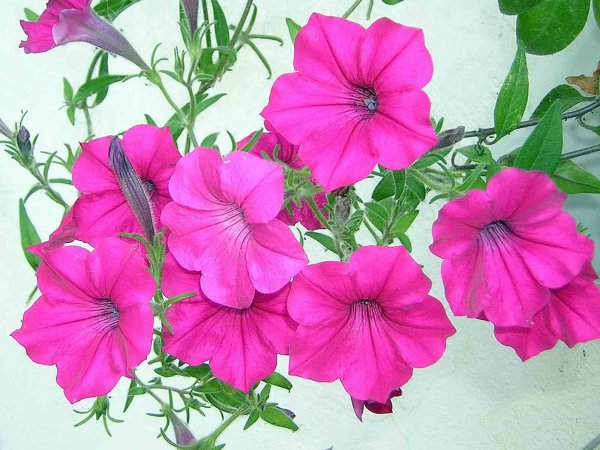 Петунья Вьюн