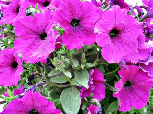 Петуния гибридная Корнелия