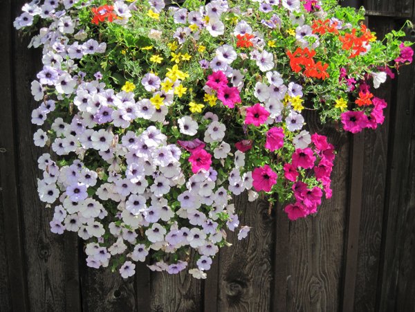 Петуния Constellation Pyxis