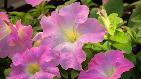 Петуния ФОРТУНИЯ