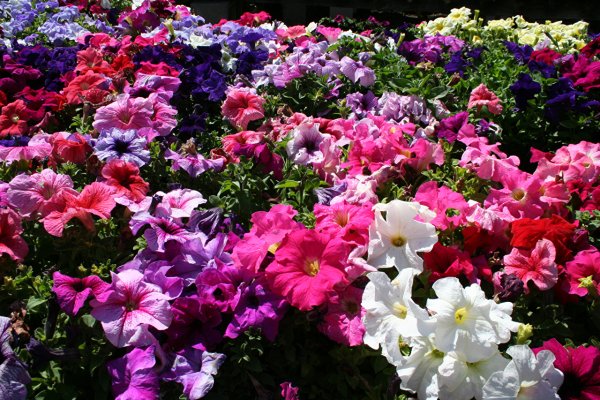 Петуния ампельная ассорти