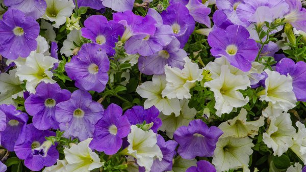 Петуния Франческо